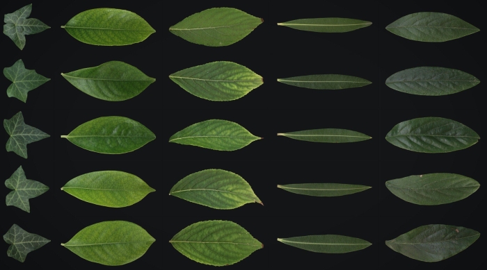 Текстура лист
