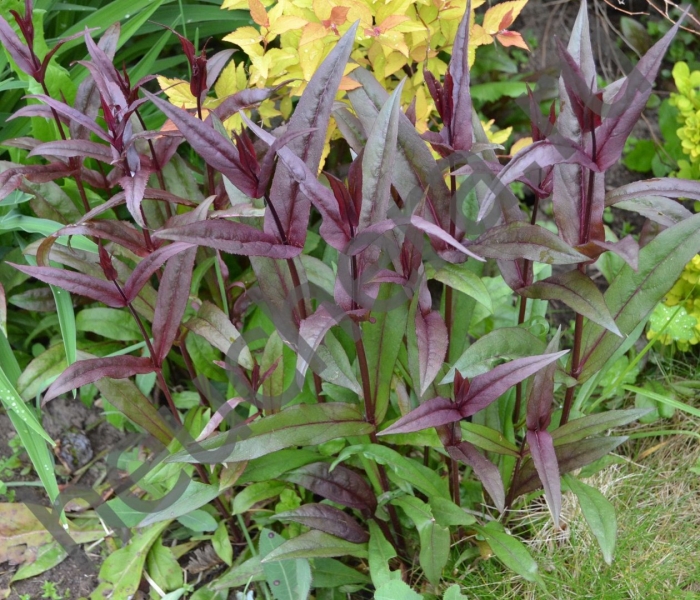 Пенстемон наперстянковый хаскер ред