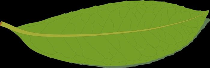 Лист зеленый