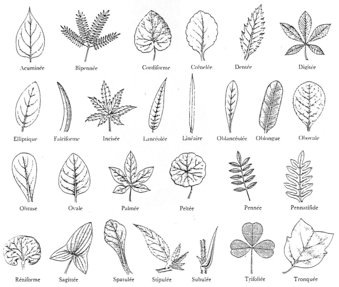 Лист ботаника