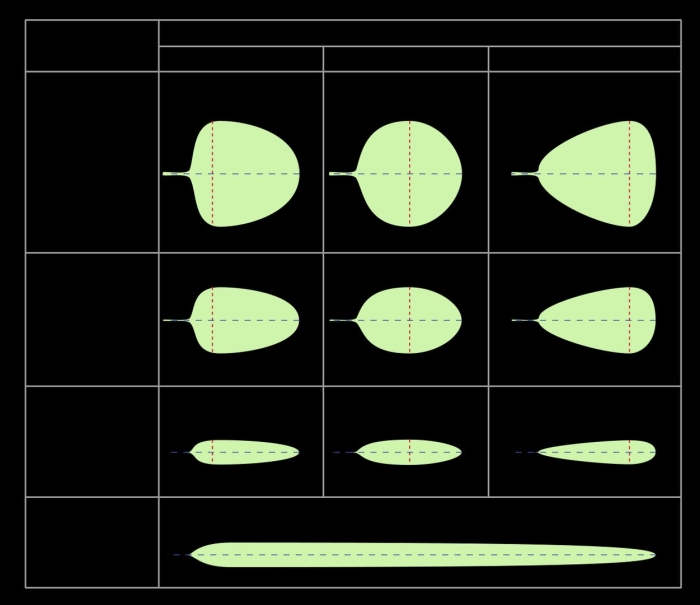 Форма листовой пластинки яйцевидная