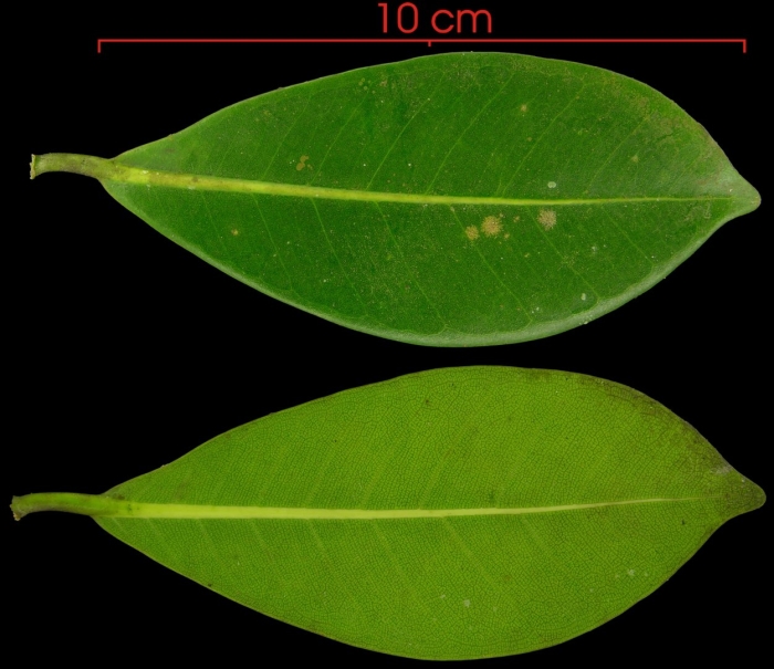 Фикус бенджамина листок