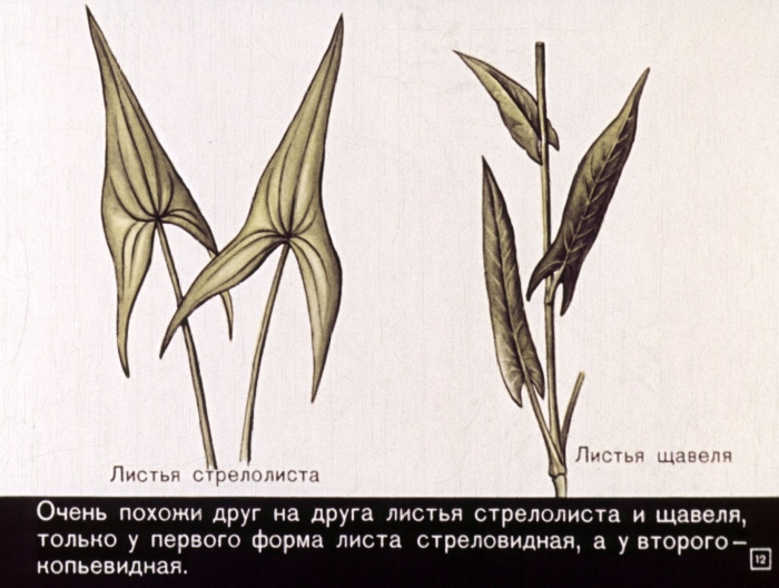 Листья стрелолиста