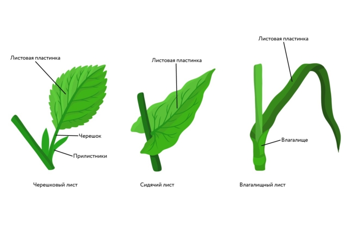 Черешковый 2) сидячий