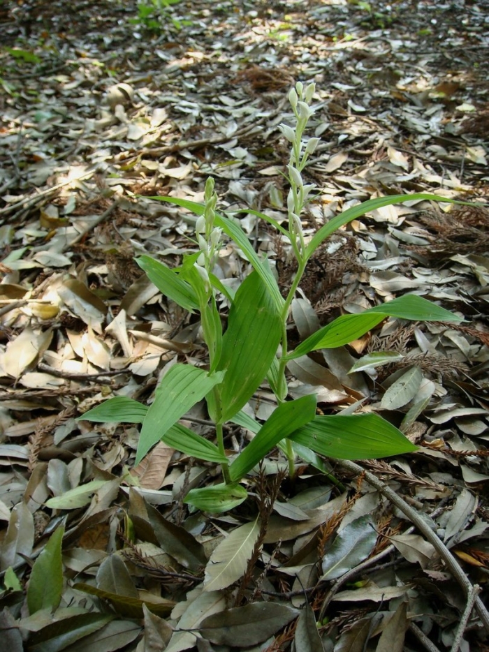 Cephalanthera longibracteata
