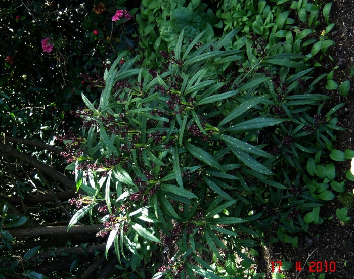 Tasmannia lanceolata