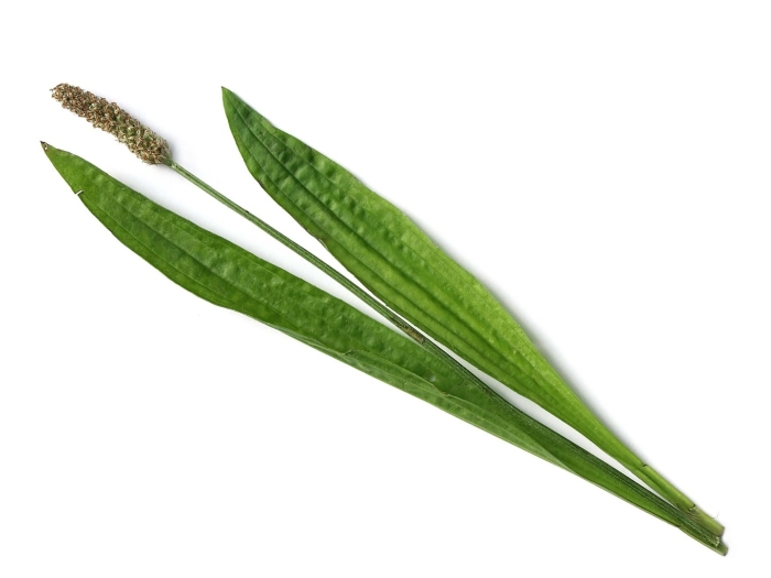 Plantago lanceolata