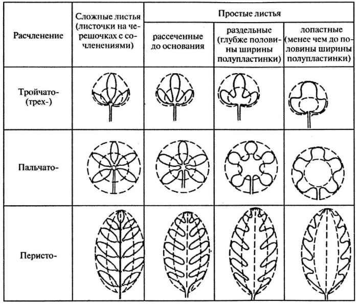 Классификация листьев по форме листовой пластинки