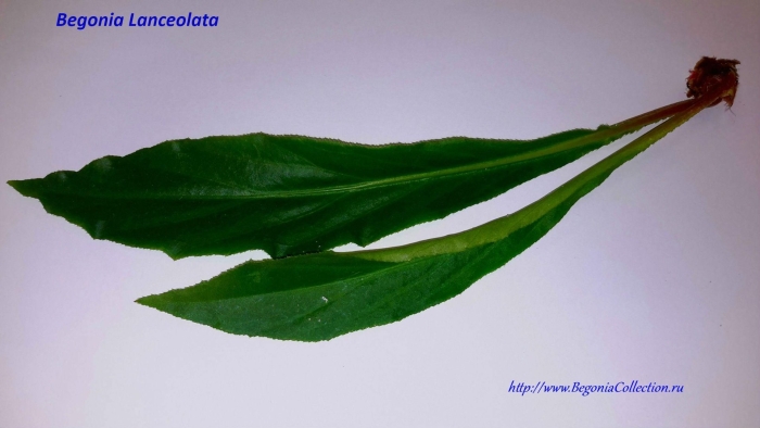 Cryptocoryne ciliata