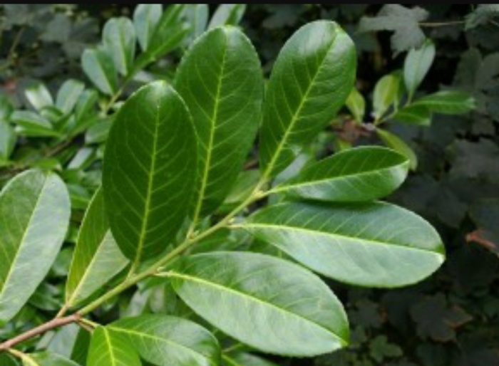 Самшит лавр лавровишня