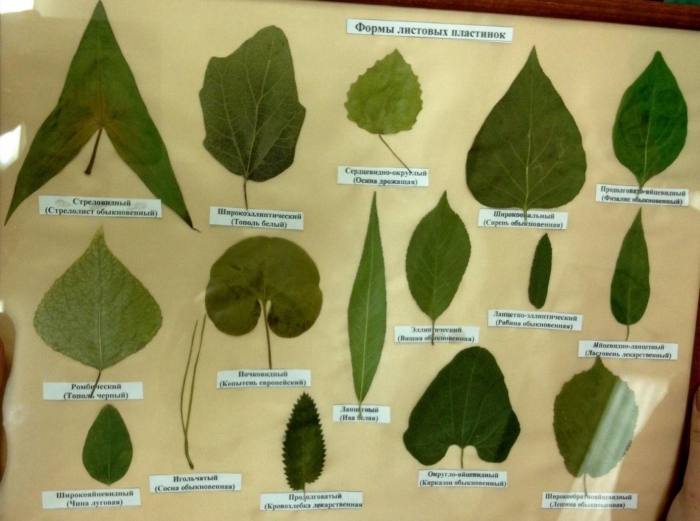 Форма листовой пластинки обратнояйцевидная