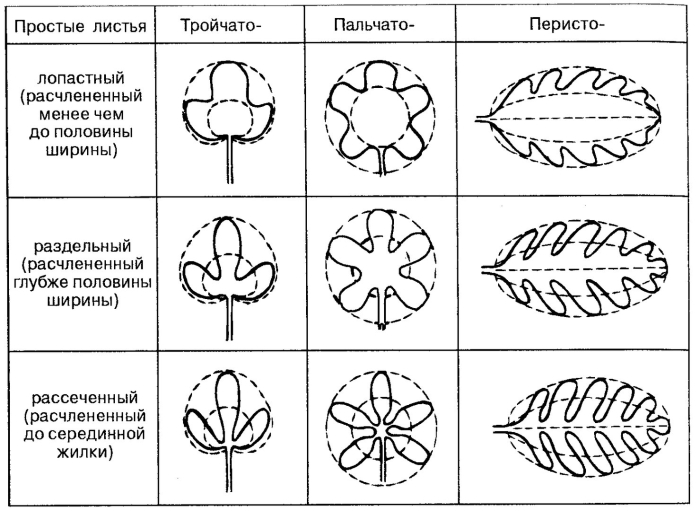 Форма расчленения листовой пластинки
