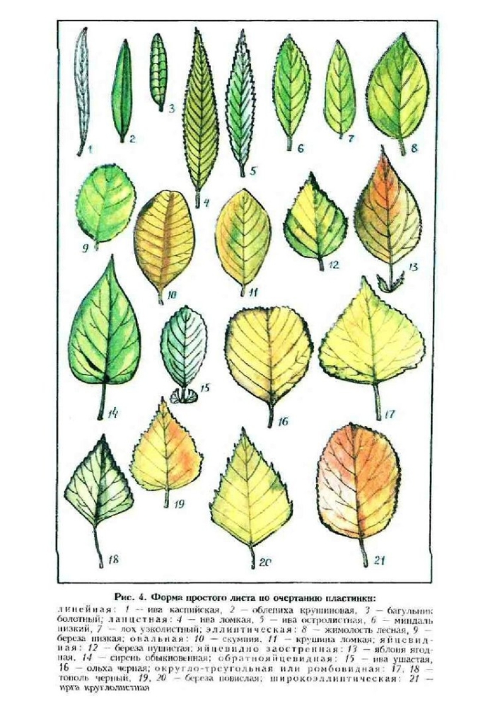 Ланцетная форма листа