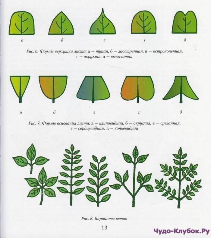 Форма основания и верхушки листа