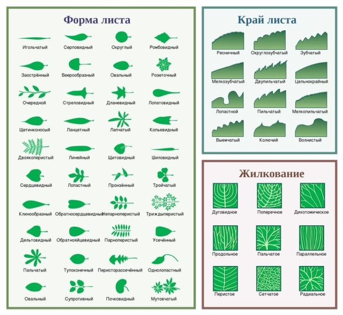 Форма края листовой пластинки