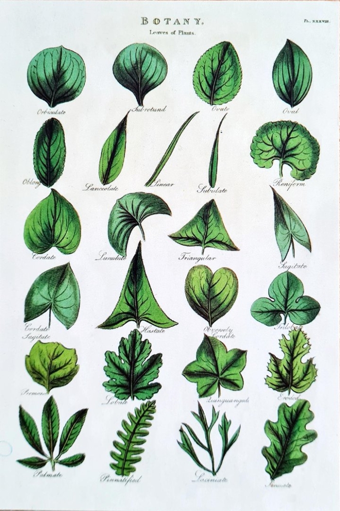 Разные формы листьев