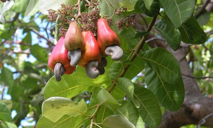 Дерево кешью