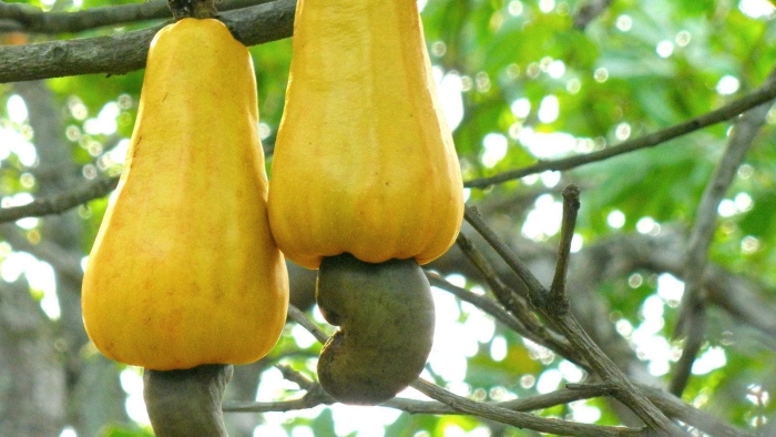 Экзотические фрукт