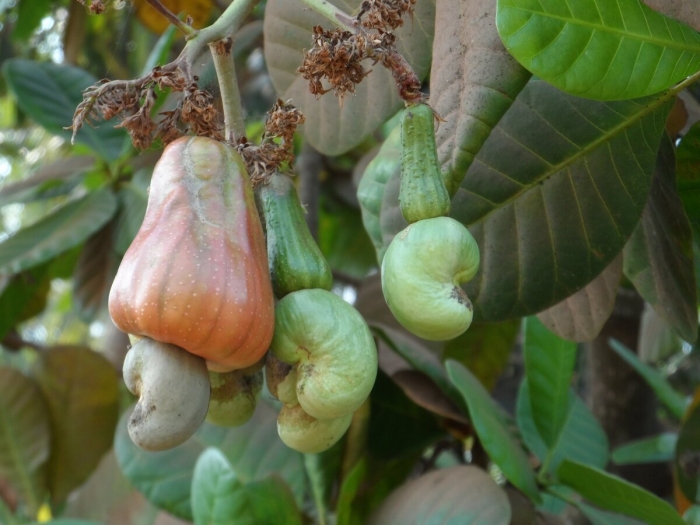 Плантации кешью