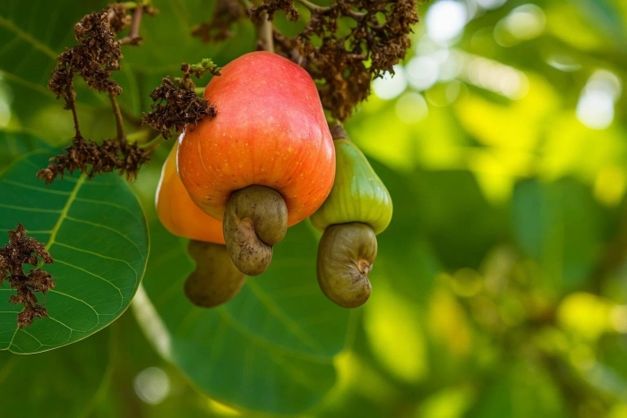 Плоды кешью