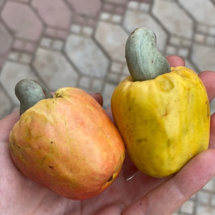 Яблоки кешью