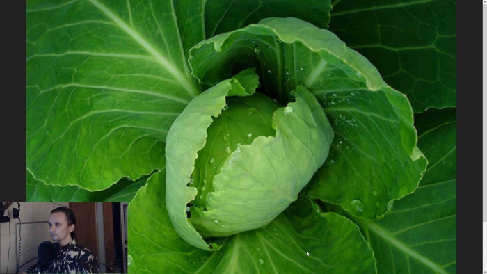 Белокочанная капуста в завязи