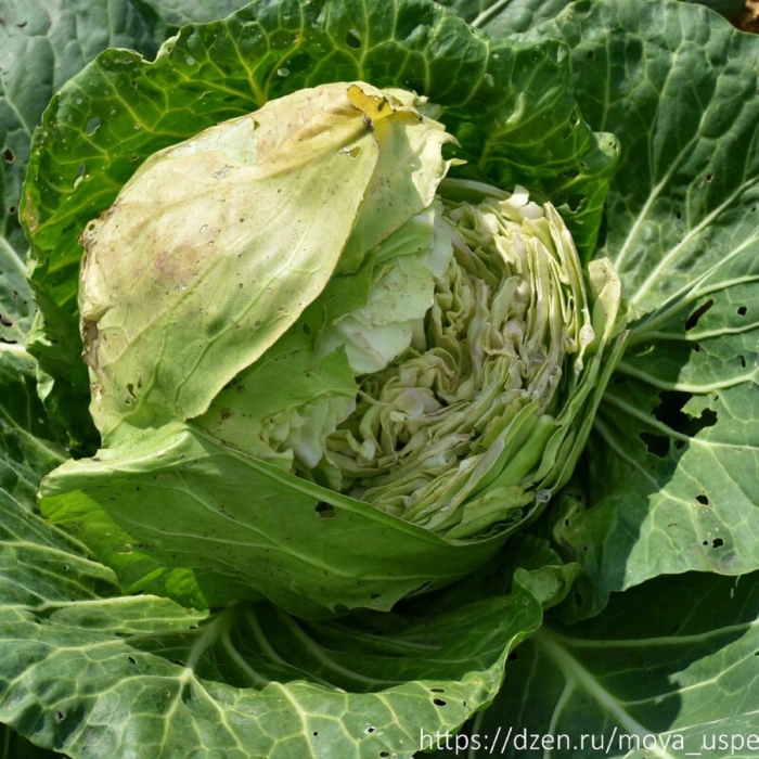 Растрескивание капусты белокочанной