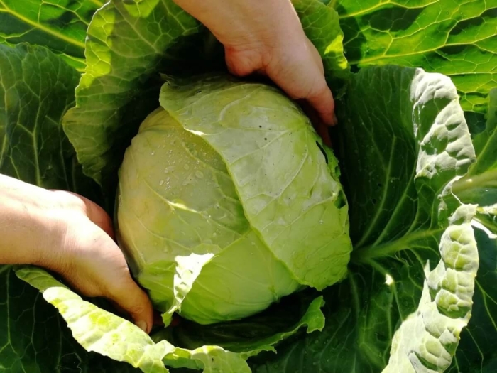 Капуста сорт