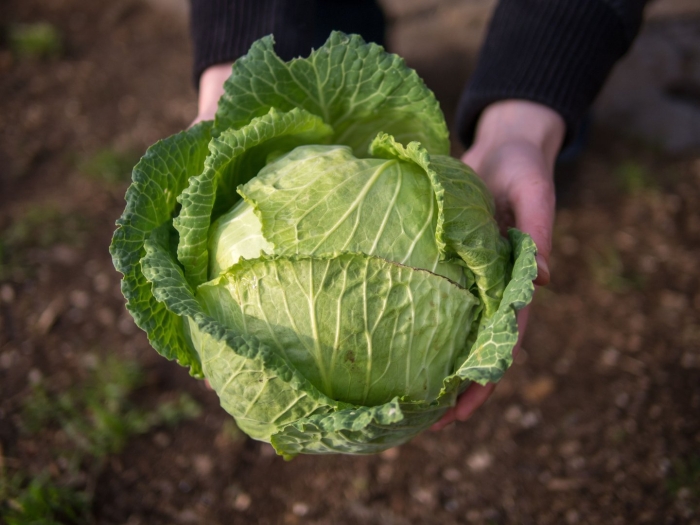 Капуста белокочанная мегатон