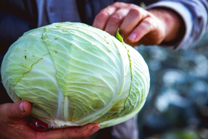 Сорт капусты мегатон