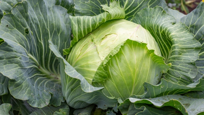Капуста белокочанная