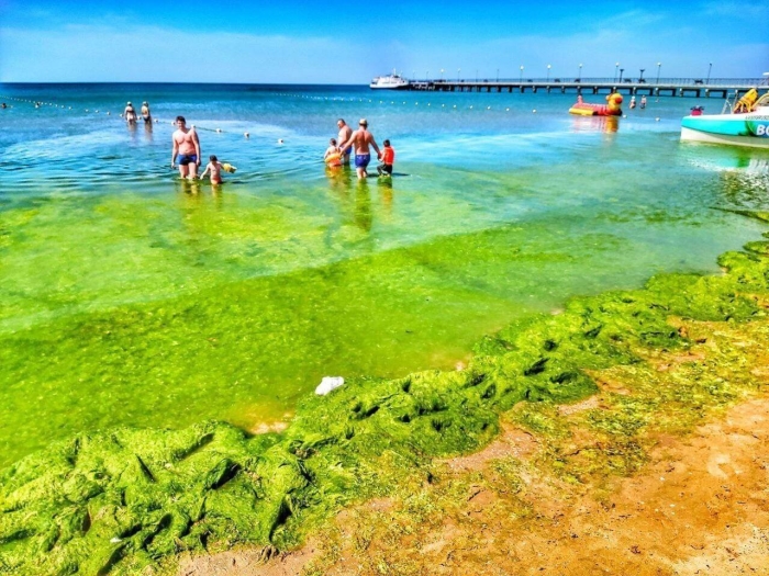 Цветение моря витязево анапа