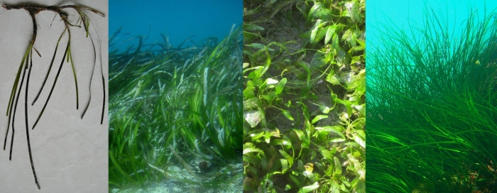Зостера морская
