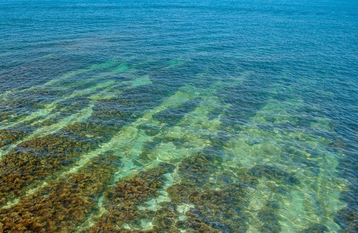 Сине-зеленые водоросли азовского моря