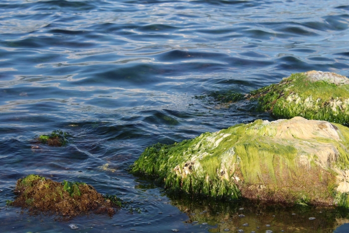 Сине-зеленые водоросли в финском заливе