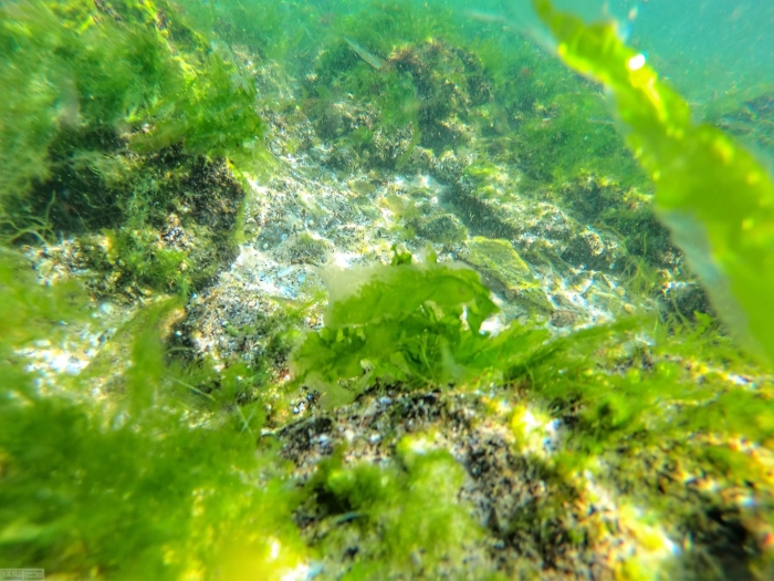 Сине зеленая водоросль