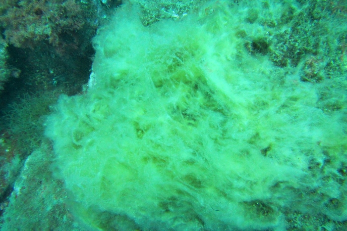 Морская водоросль