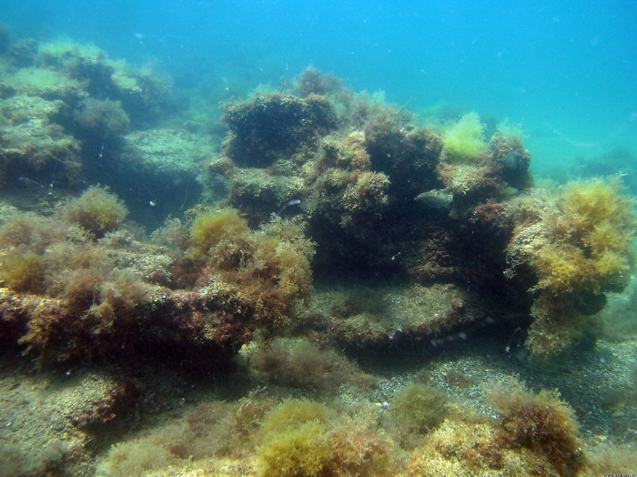 Черное море дно