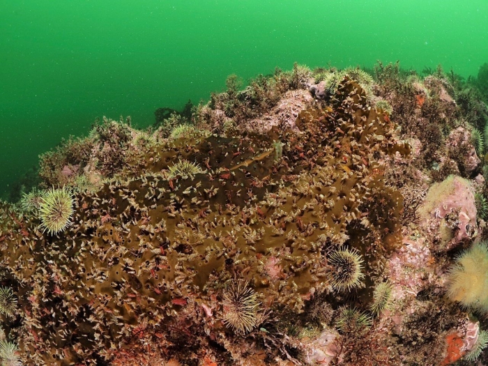 Бентос в баренцевом море