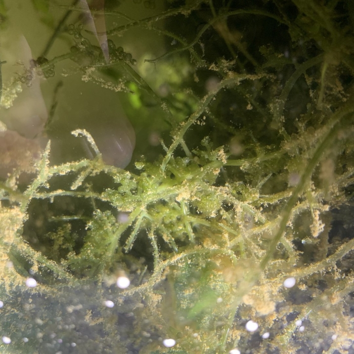 Caulerpa lentillifera