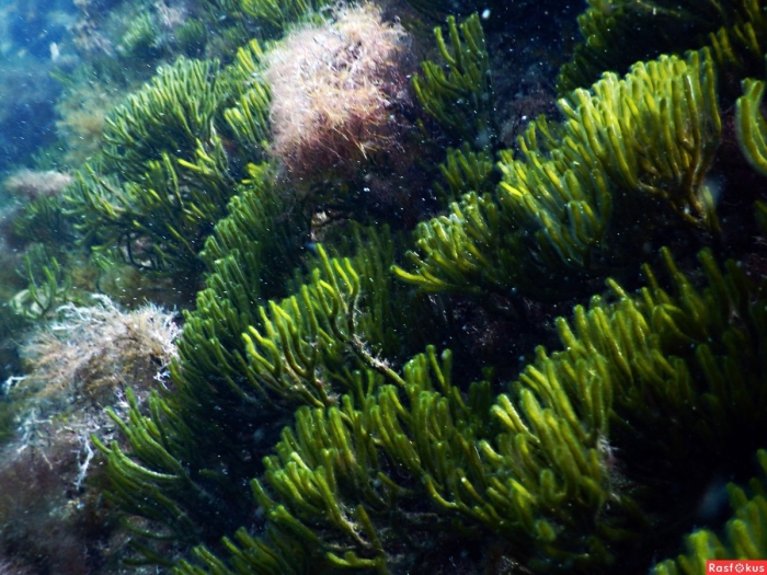 Кодиум водоросль