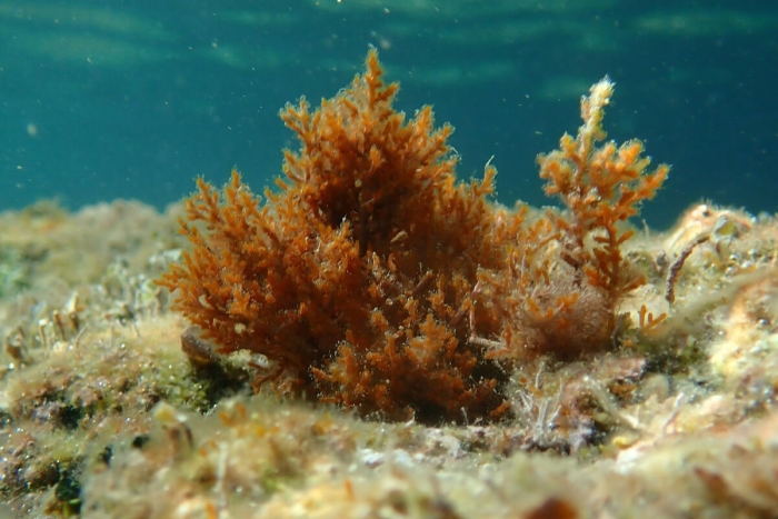 Красная водоросль