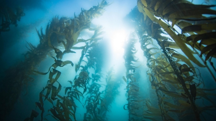 Kelp водоросли