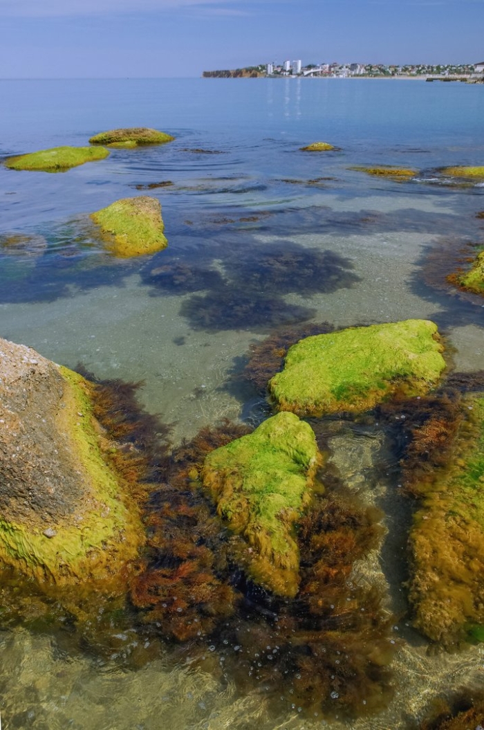 Водоросли белого моря фукус