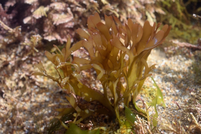 Хондрус водоросль