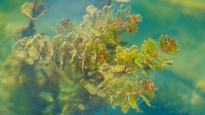 Бурые водоросли