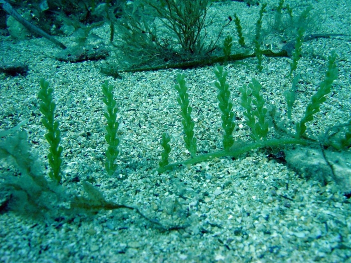 Caulerpa taxifolia