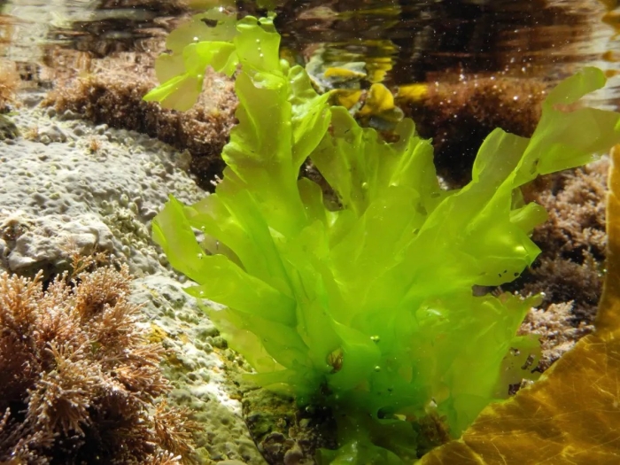 Морские водоросли ульва