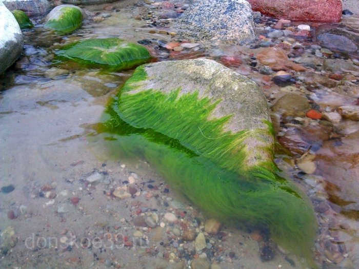 Тина -водоросль спирогира