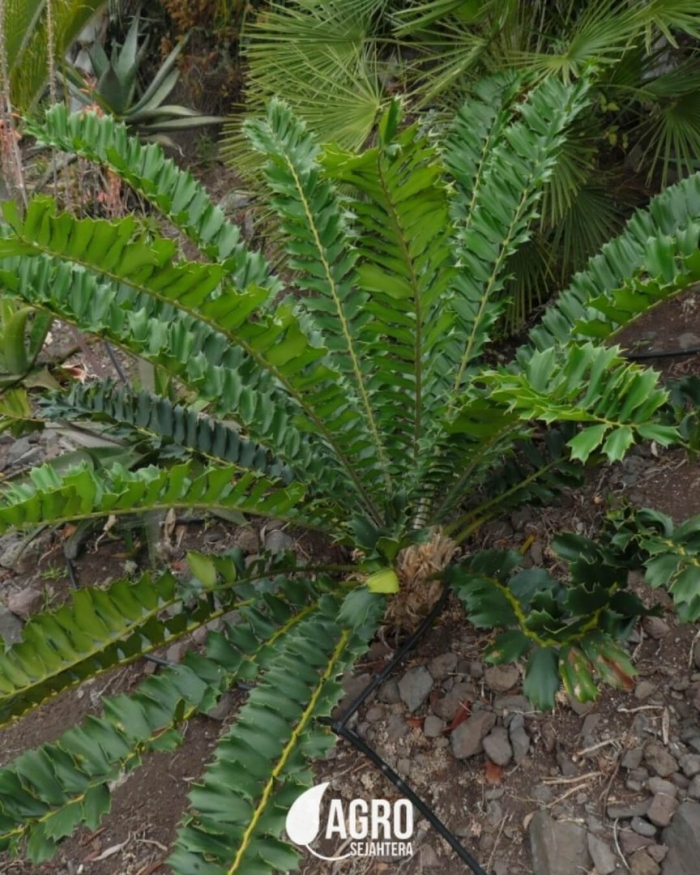 Encephalartos ferox